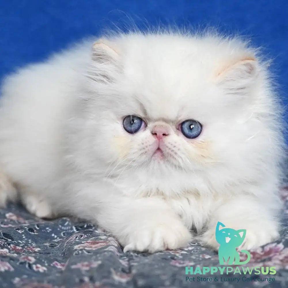 Azure Persian male cream tabby pointed - live animals