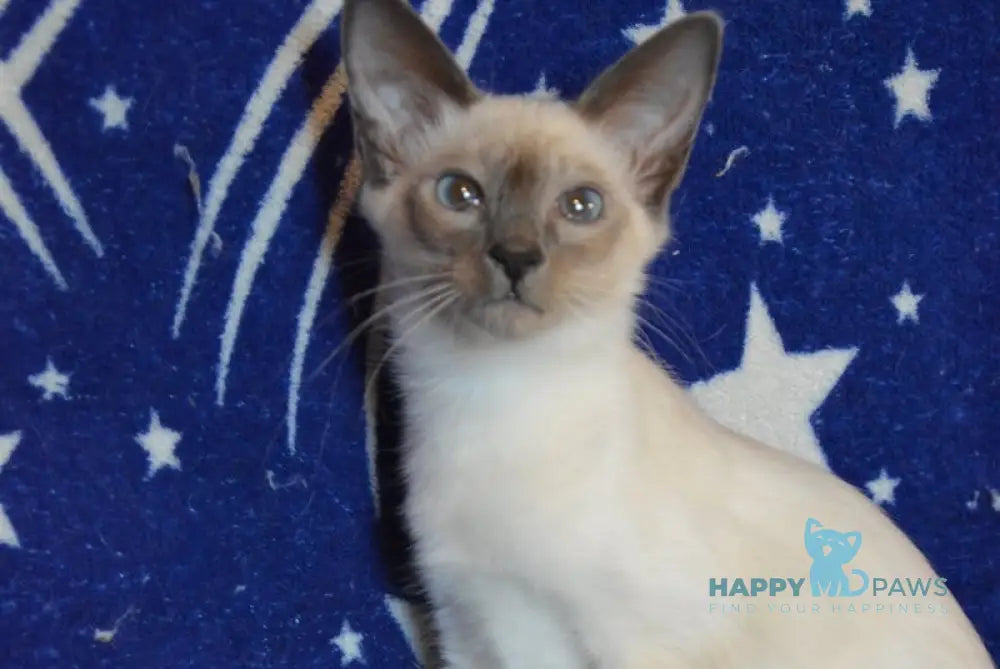 Babet Balinese female blue pointed live animals