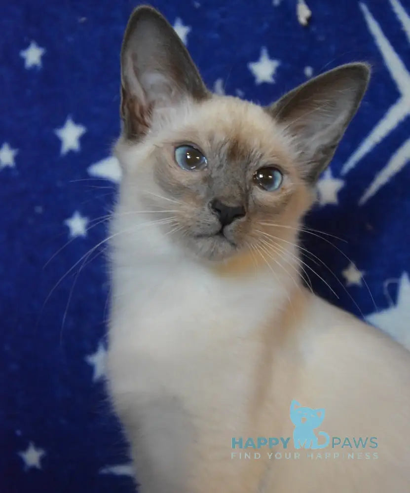 Babet Balinese female blue pointed live animals