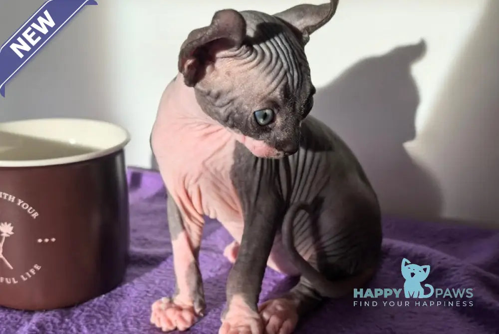 Babette Elf female black bicolour live animals