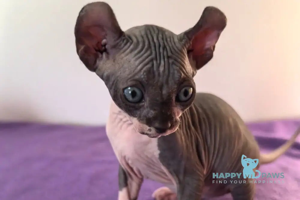 Babette Elf female black bicolour live animals