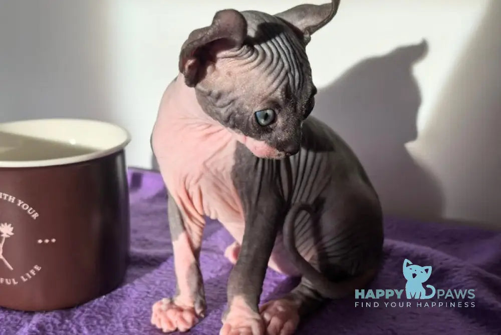 Babette Elf female black bicolour live animals