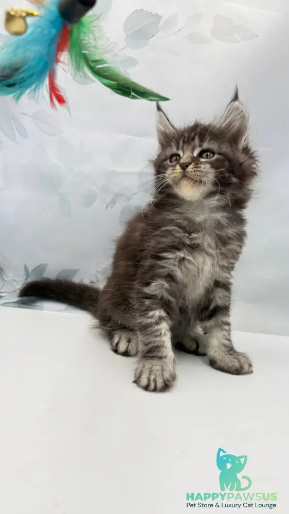 Babls Maine Coon male black tabby - live animals