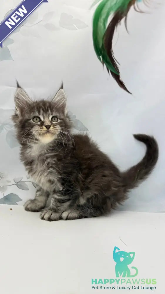 Babls Maine Coon male black tabby - live animals