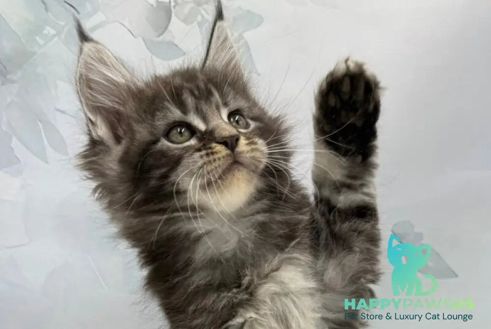 Babls Maine Coon male black tabby - live animals