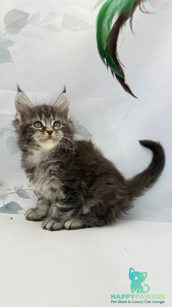 Babls Maine Coon male black tabby - live animals