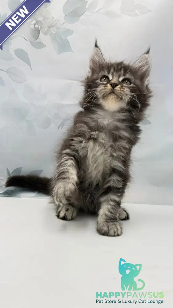 Babls Maine Coon male black tabby - live animals