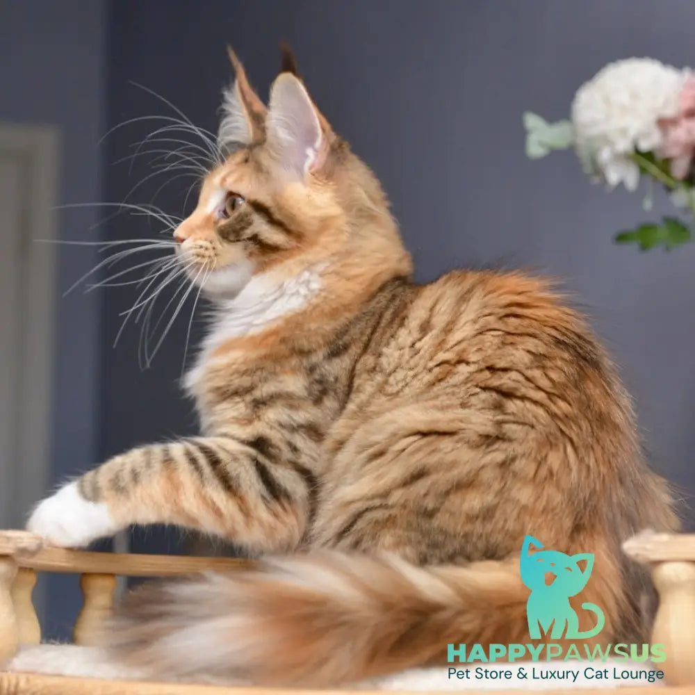 Baby love Maine Coon female black tortie with white spotted tabby - live animals