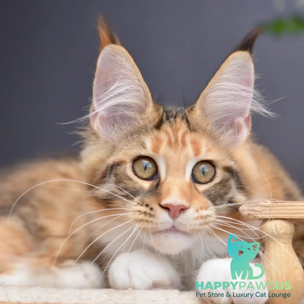 Baby love Maine Coon female black tortie with white spotted tabby - live animals