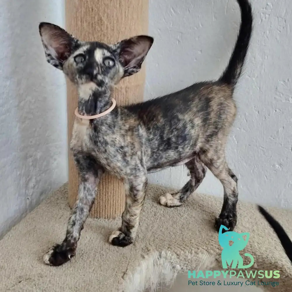 Baby Oriental Shorthair female black tortie - live animals