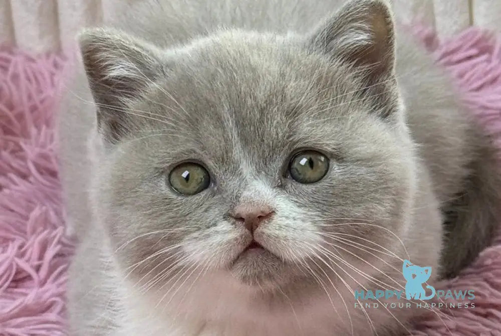 Baby Scottish Straight female lilac bicolour live animals