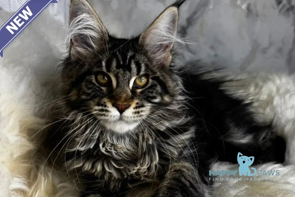 Baffy Maine Coon female black tabby live animals