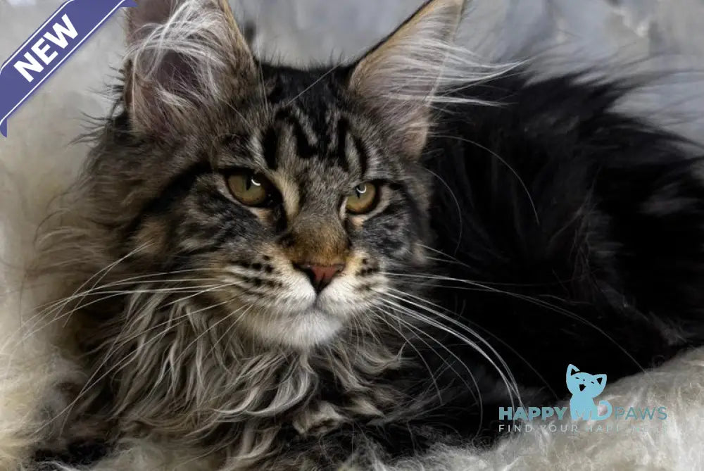 Baffy Maine Coon female black tabby live animals