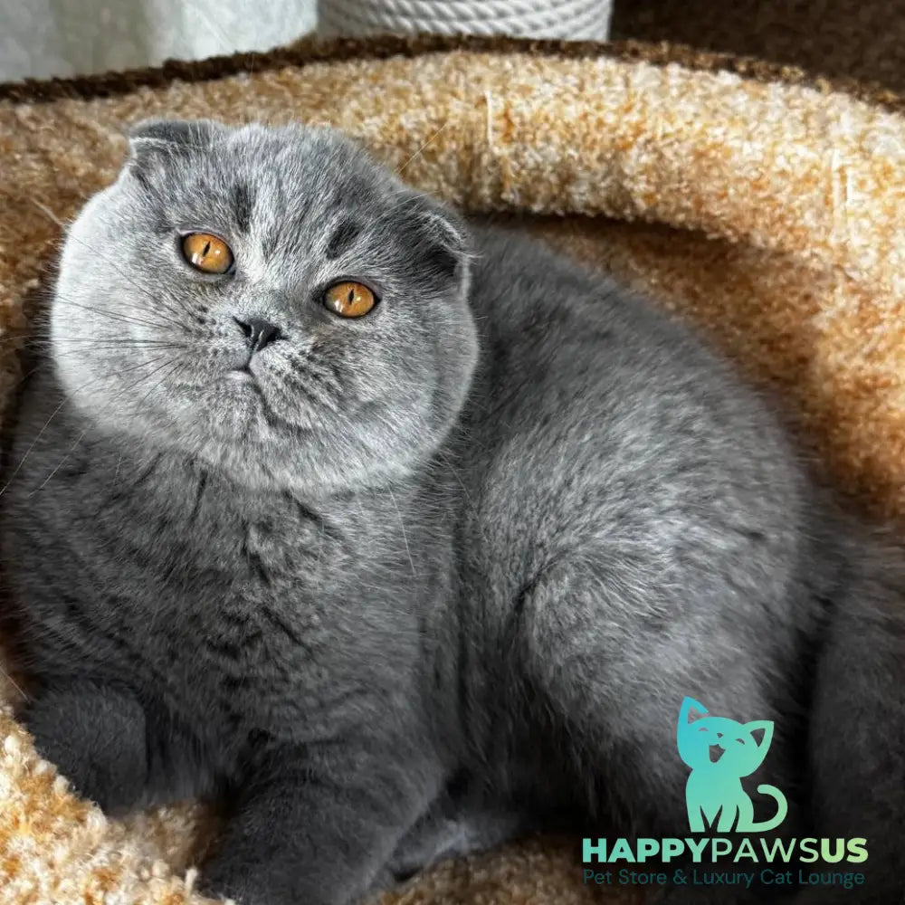 Baffy Scottish Fold female blue - live animals
