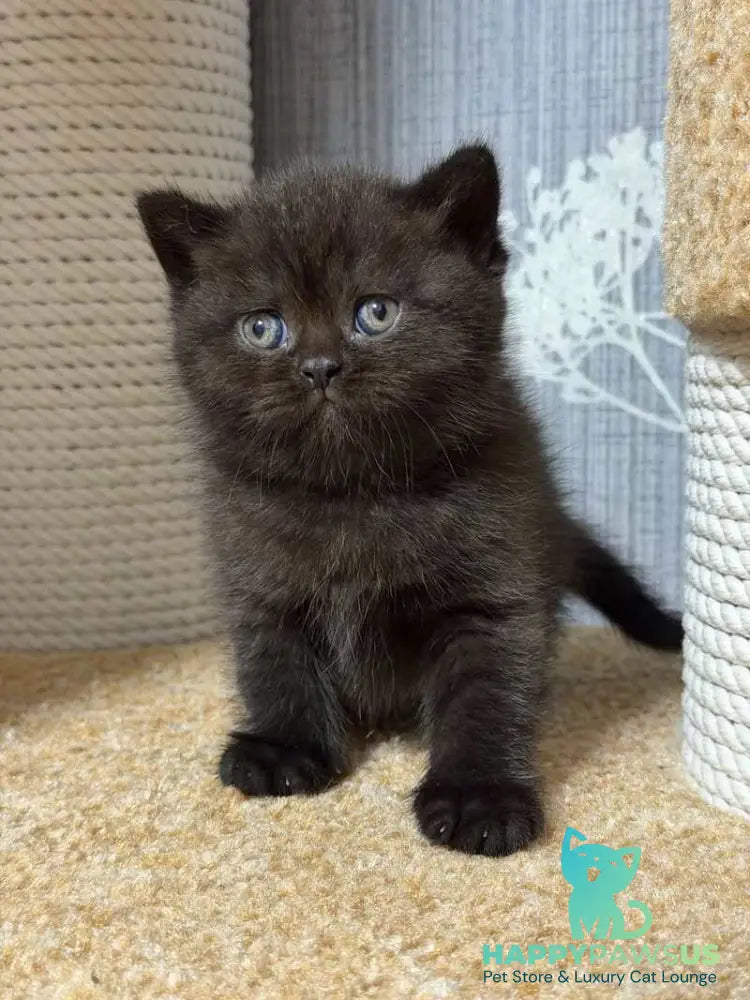 Baghira Scottish Straight female black - live animals