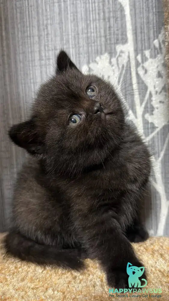Baghira Scottish Straight female black - live animals