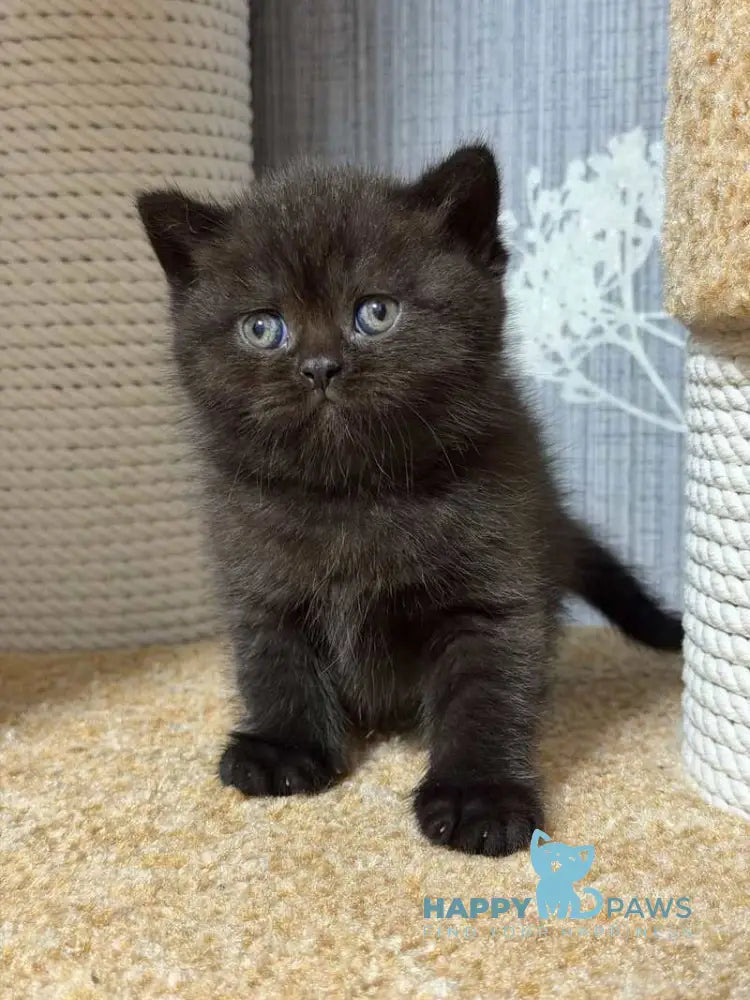 Baghira Scottish Straight female black - live animals