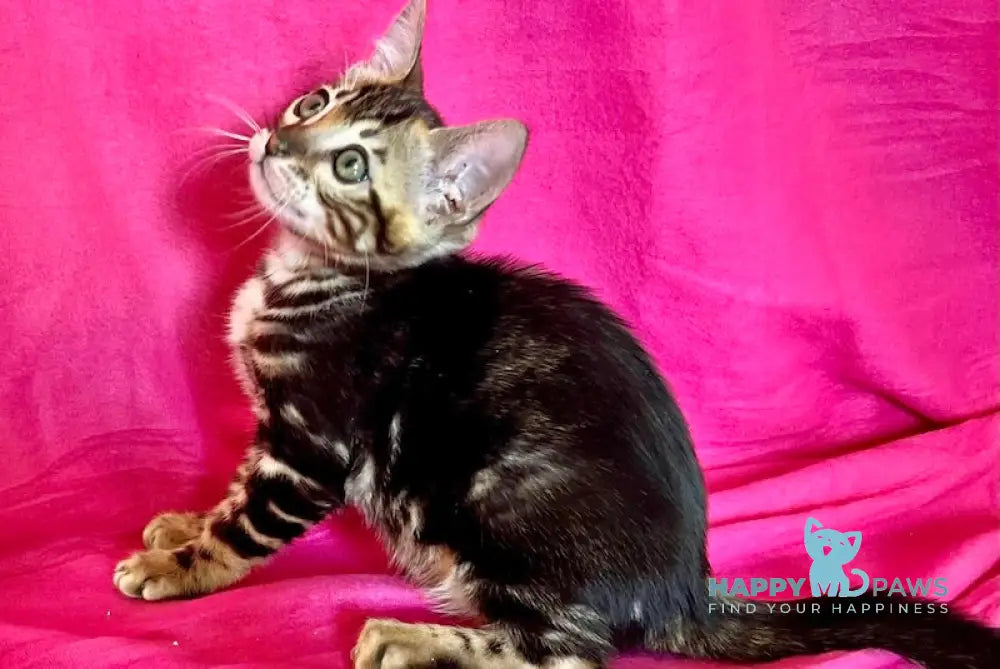 Bagira Bengal female black tabby live animals