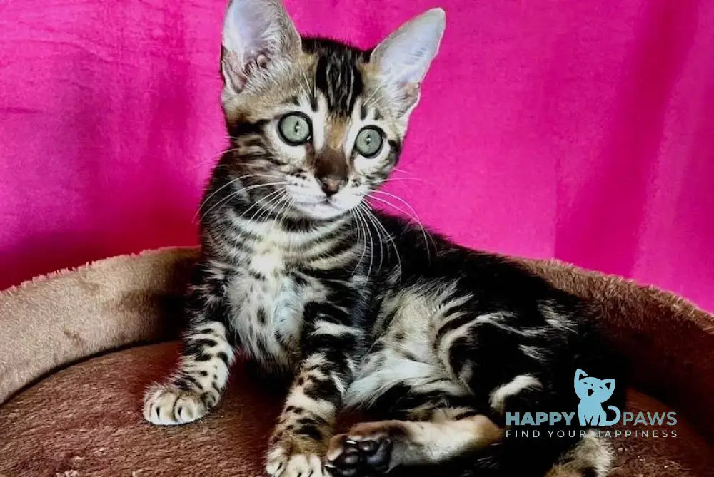 Bagira Bengal female black tabby live animals
