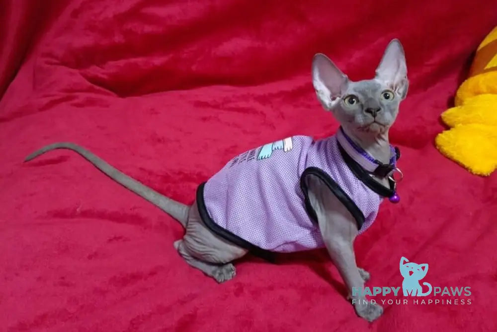 Bagira Canadian Sphynx female blue live animals