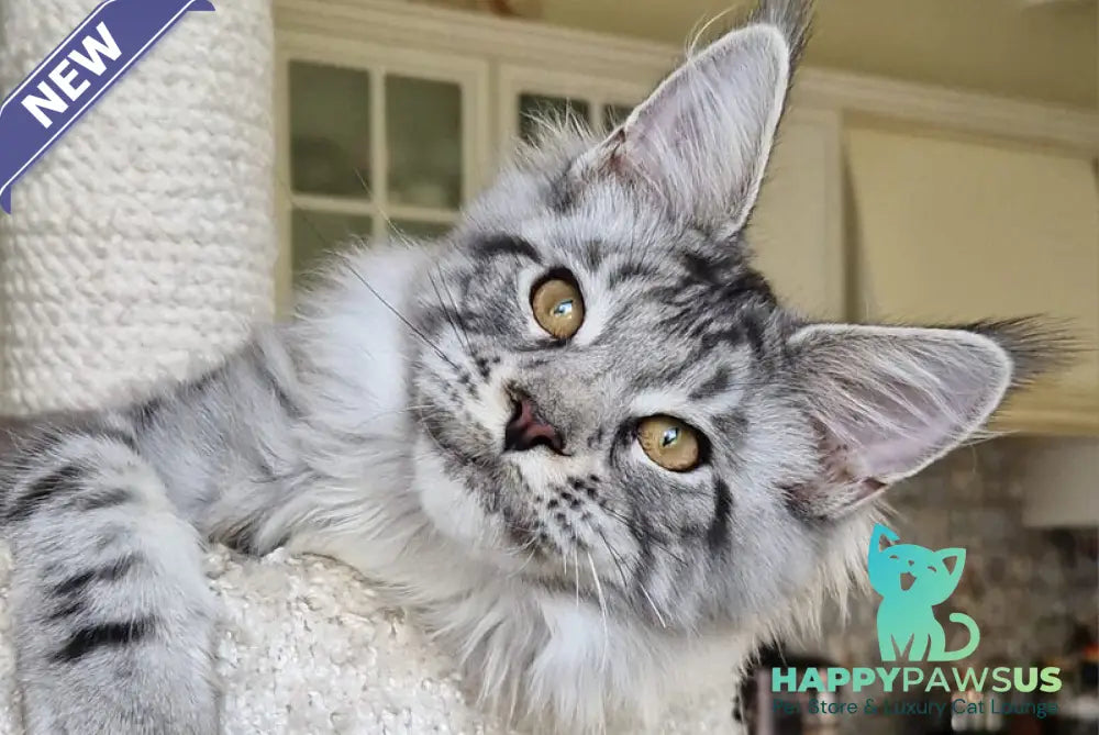 Bagira Maine Coon female black silver tabby - live animals