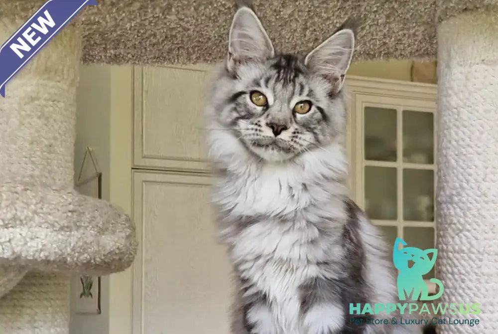 Bagira Maine Coon female black silver tabby - live animals
