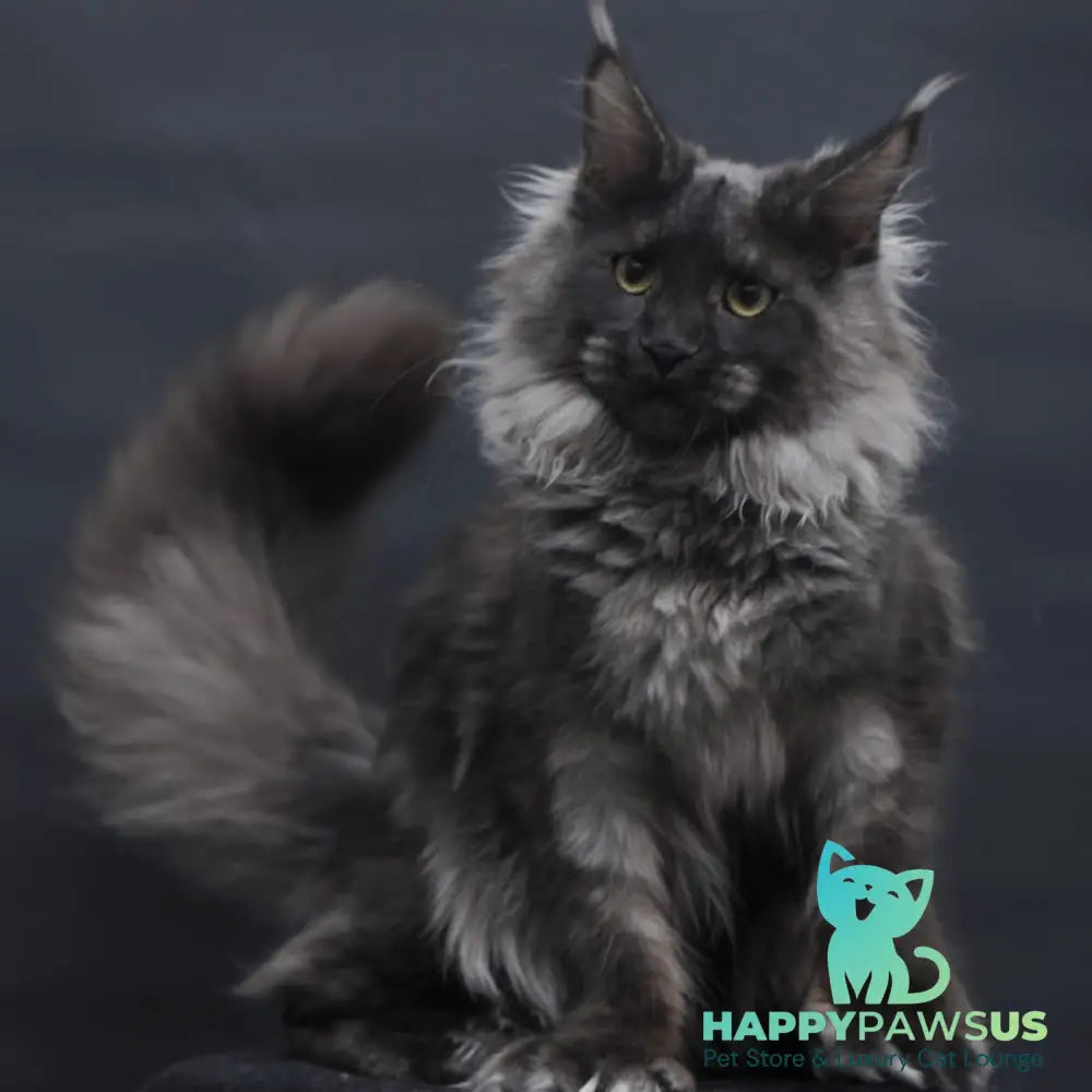 Bagira Maine Coon polydactyl 6x6x6x6 female black silver - live animals