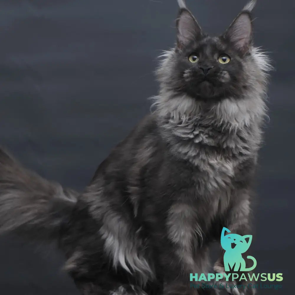 Bagira Maine Coon polydactyl 6x6x6x6 female black silver - live animals