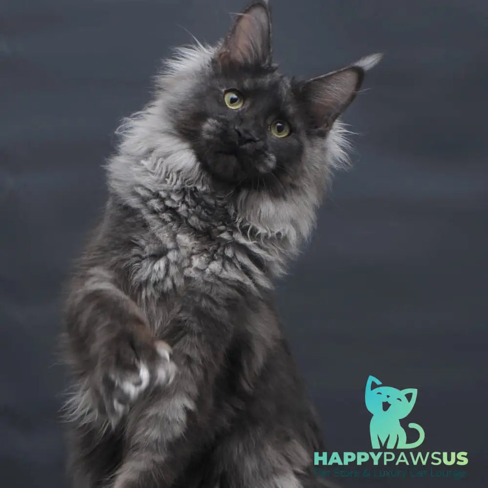 Bagira Maine Coon polydactyl 6x6x6x6 female black silver - live animals