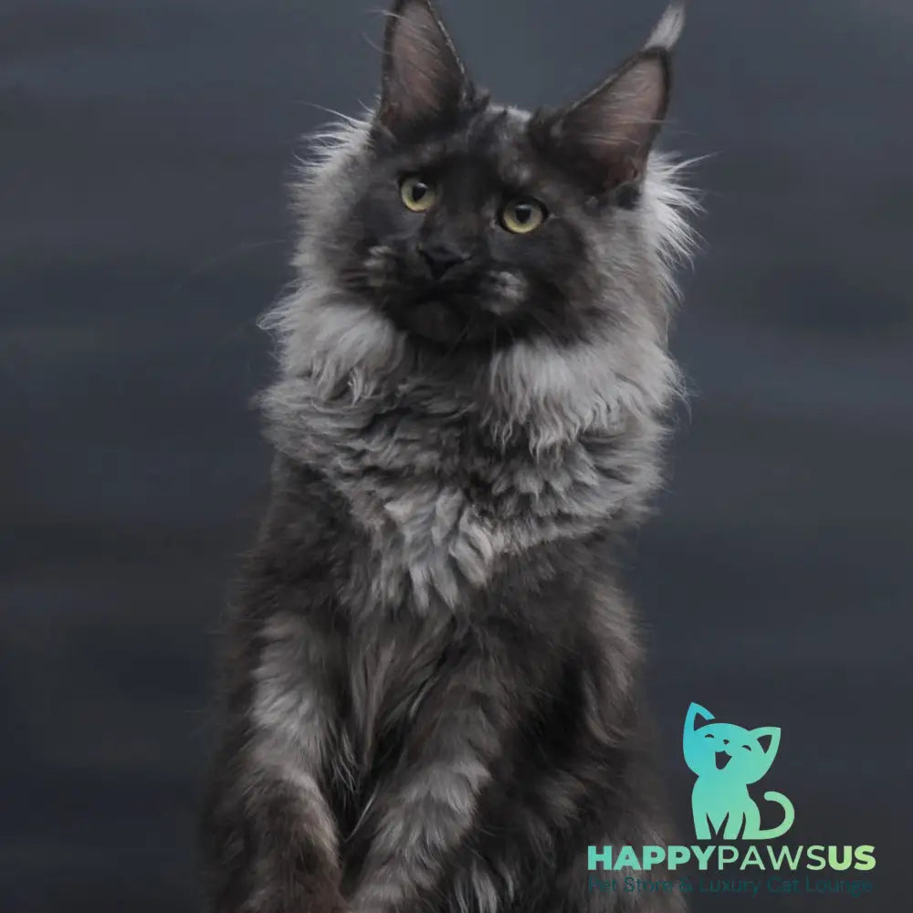 Bagira Maine Coon polydactyl 6x6x6x6 female black silver - live animals