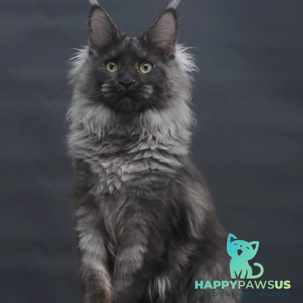 Bagira Maine Coon polydactyl 6x6x6x6 female black silver - live animals