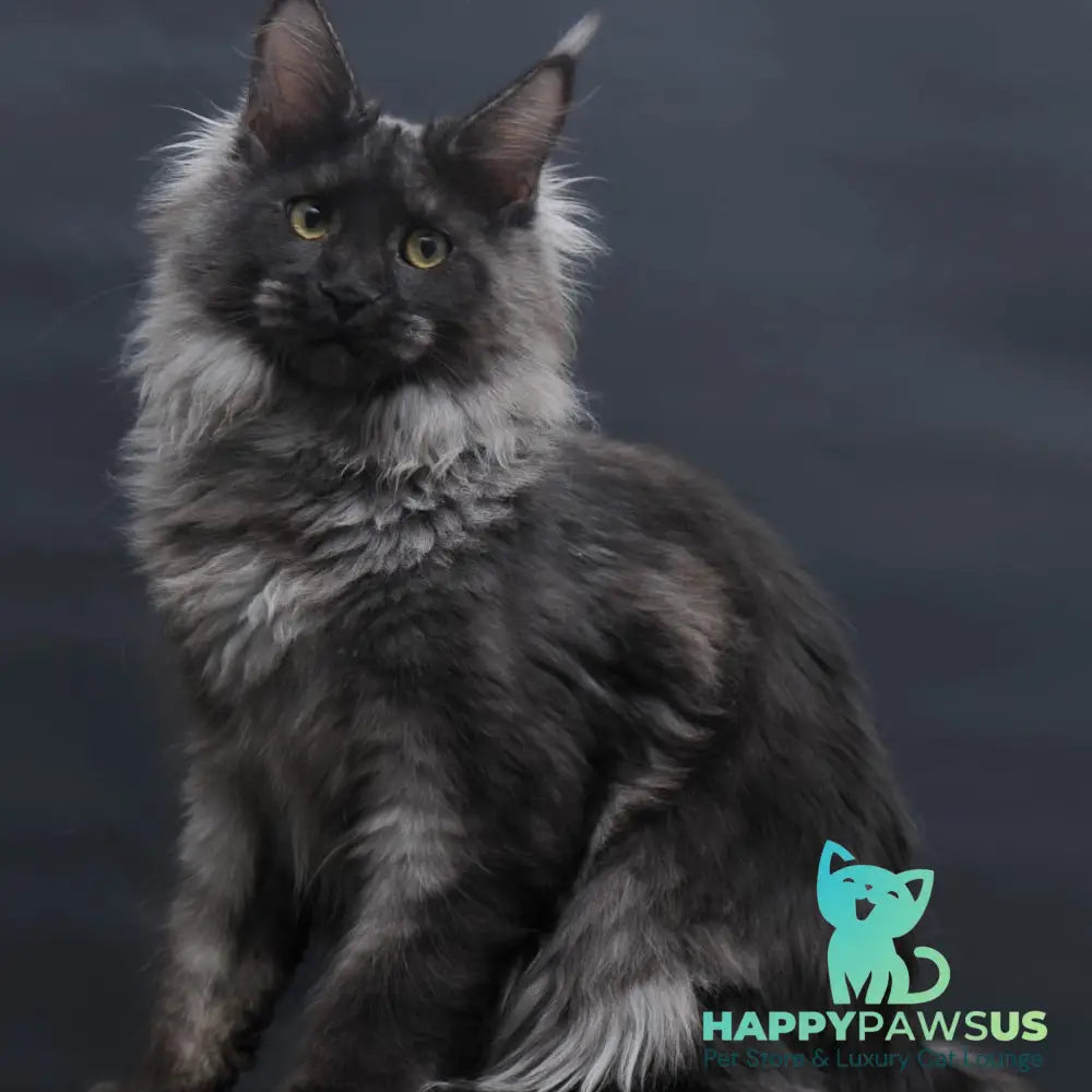 Bagira Maine Coon polydactyl 6x6x6x6 female black silver - live animals