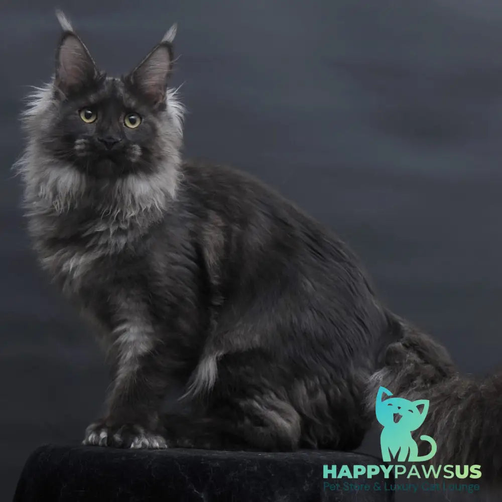 Bagira Maine Coon polydactyl 6x6x6x6 female black silver - live animals