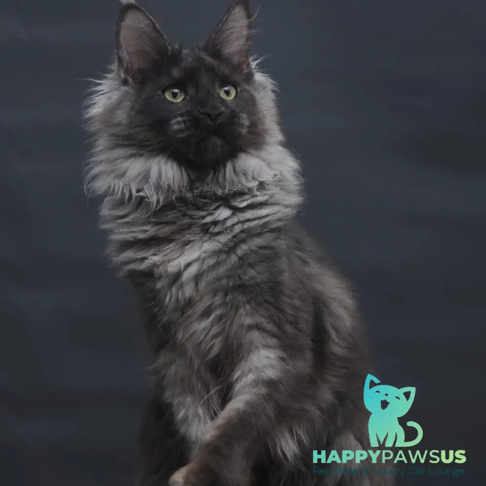 Bagira Maine Coon polydactyl 6x6x6x6 female black silver - live animals