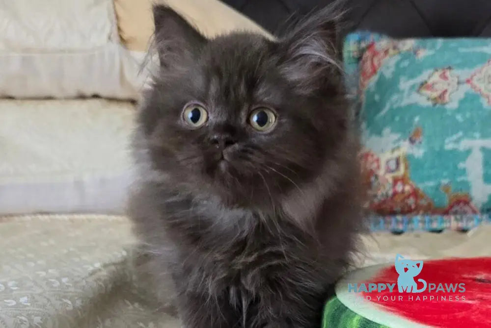 Bagira Scottish Straight female chocolate live animals