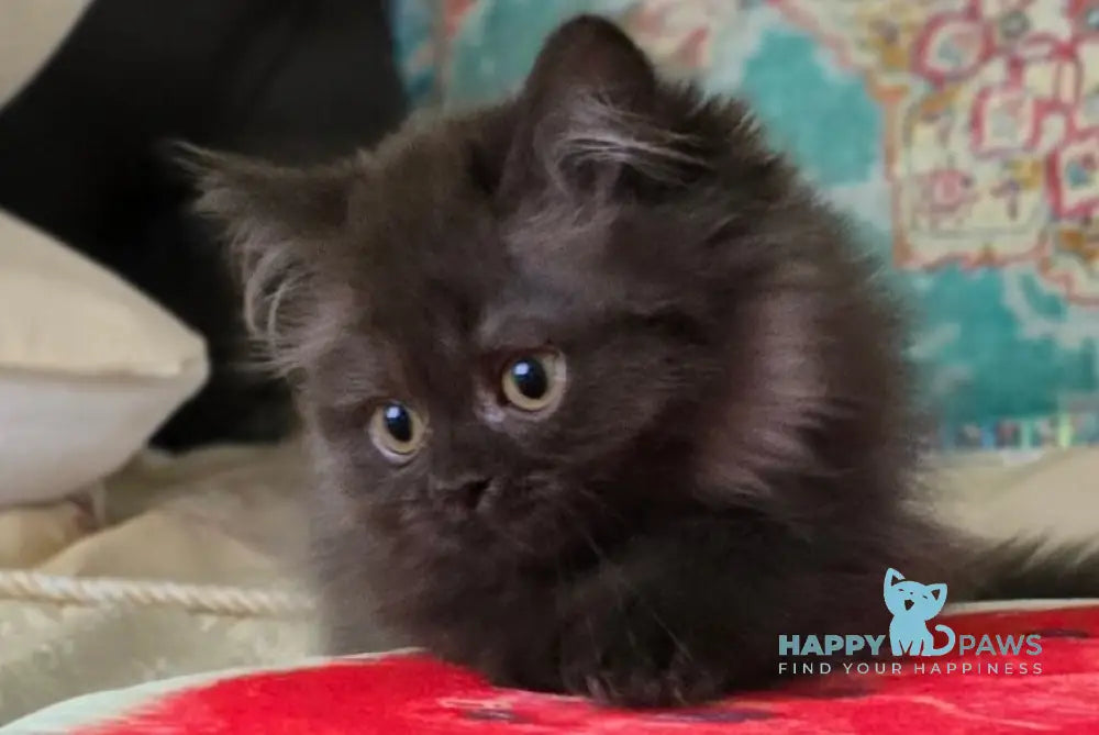 Bagira Scottish Straight female chocolate live animals