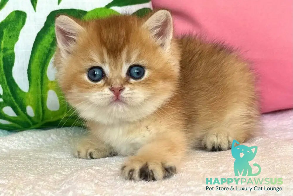Bahar British Shorthair male black golden shaded - live animals