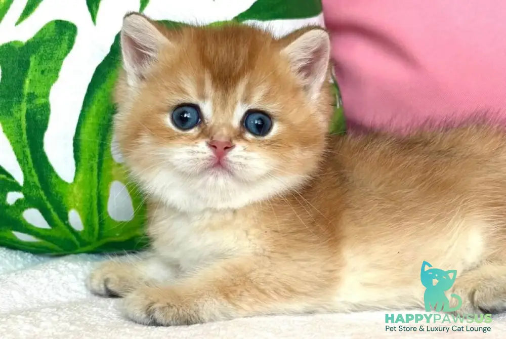 Bahar British Shorthair male black golden shaded - live animals