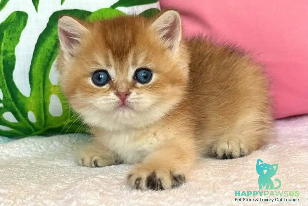 Bahar British Shorthair male black golden shaded - live animals