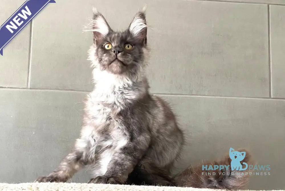 Baikal Maine Coon male black smoke live animals