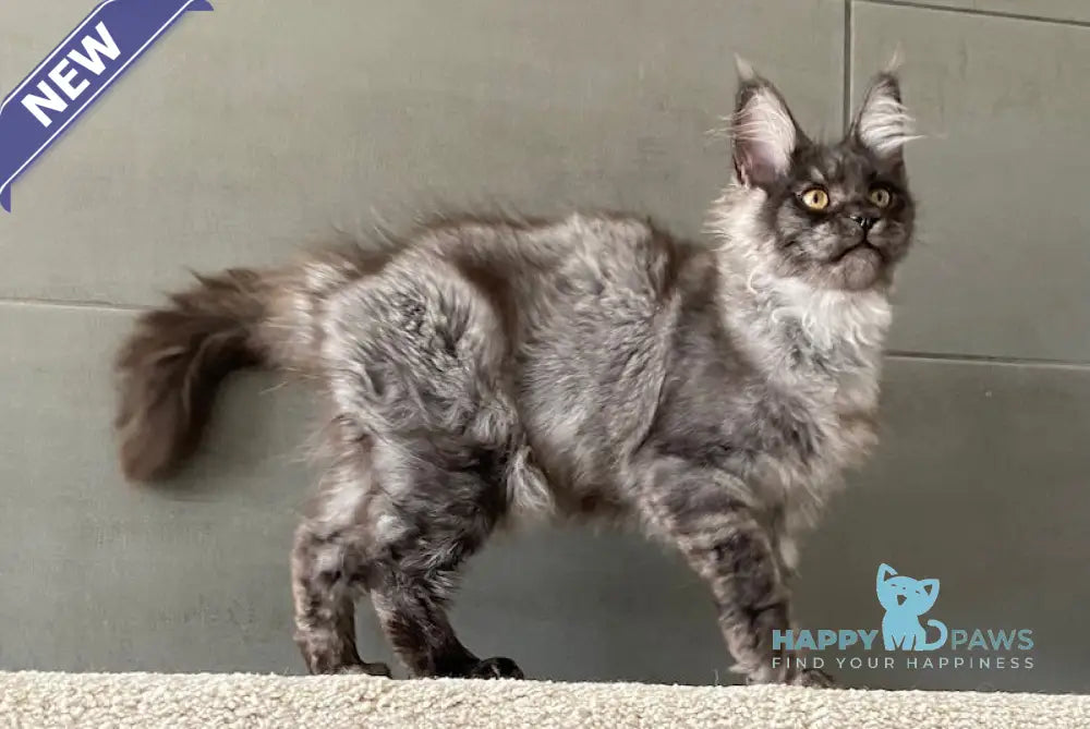 Baikal Maine Coon male black smoke live animals