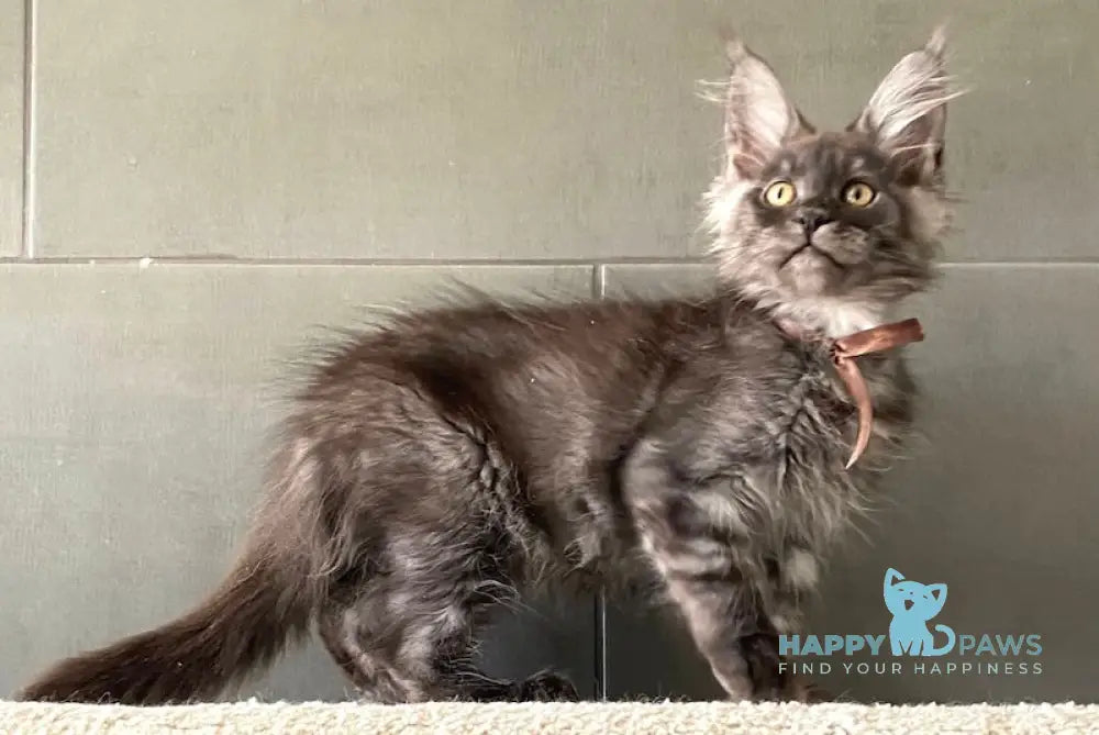 Baikal Maine Coon male black smoke live animals