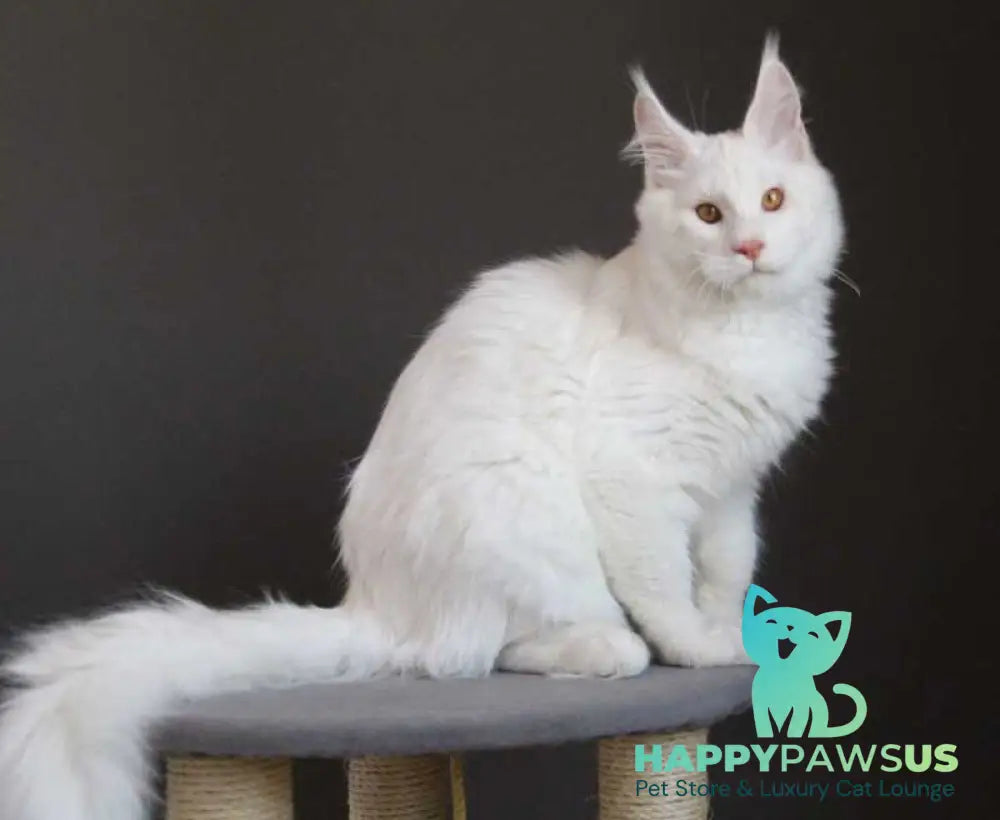 Baikal Maine Coon male red silver shaded - live animals