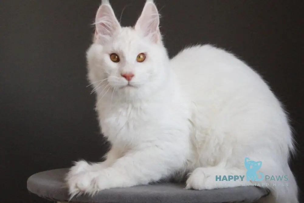 Baikal Maine Coon male red silver shaded - live animals