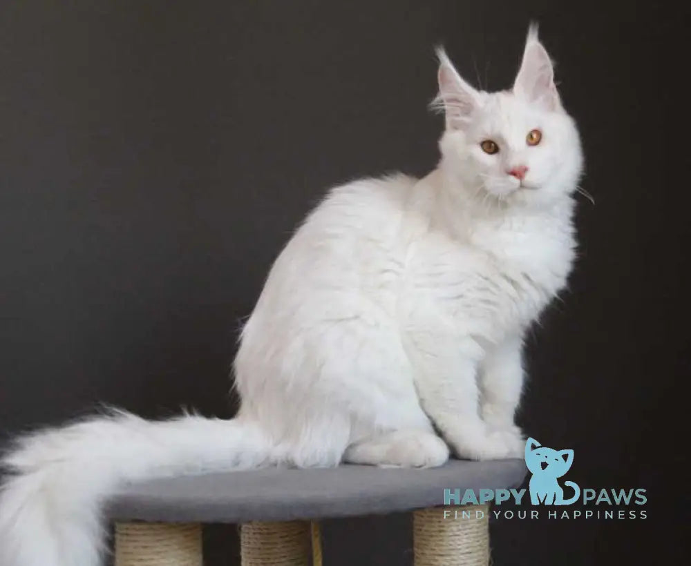 Baikal Maine Coon male red silver shaded - live animals