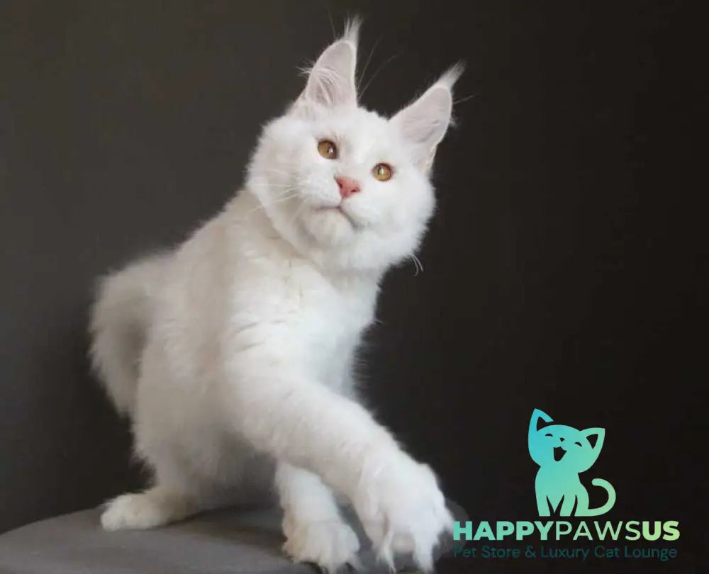 Baikal Maine Coon male red silver shaded - live animals