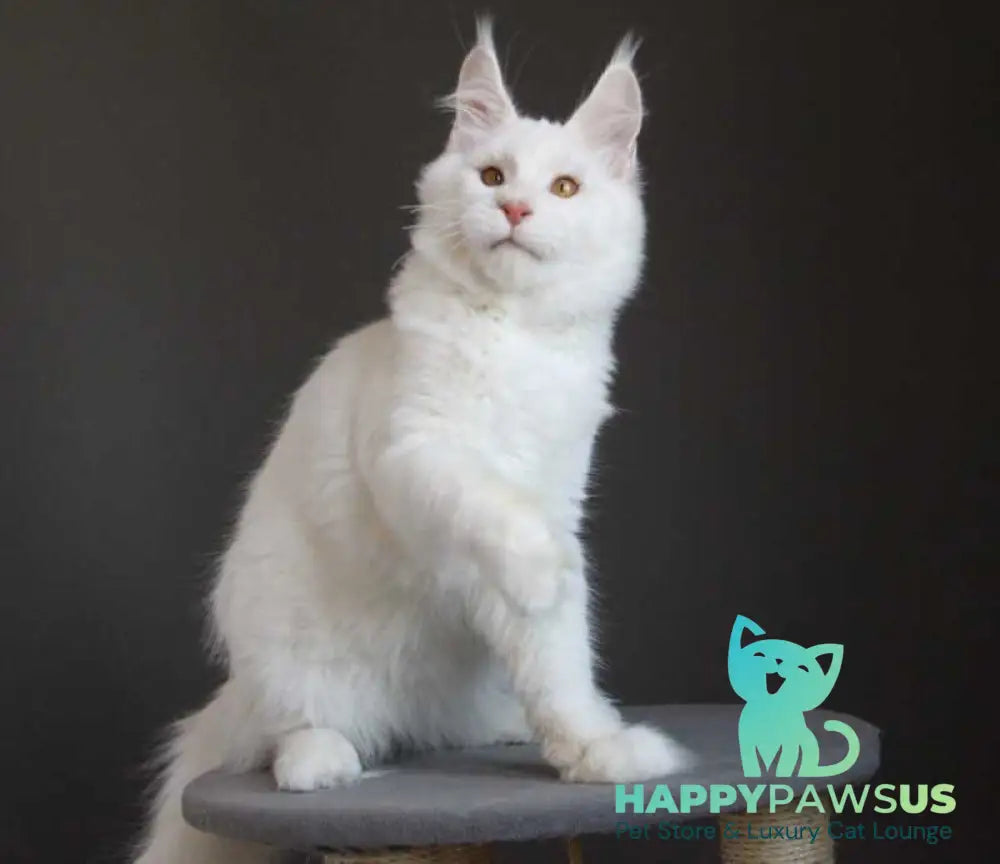 Baikal Maine Coon male red silver shaded - live animals