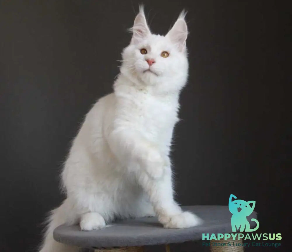 Baikal Maine Coon male red silver shaded - live animals