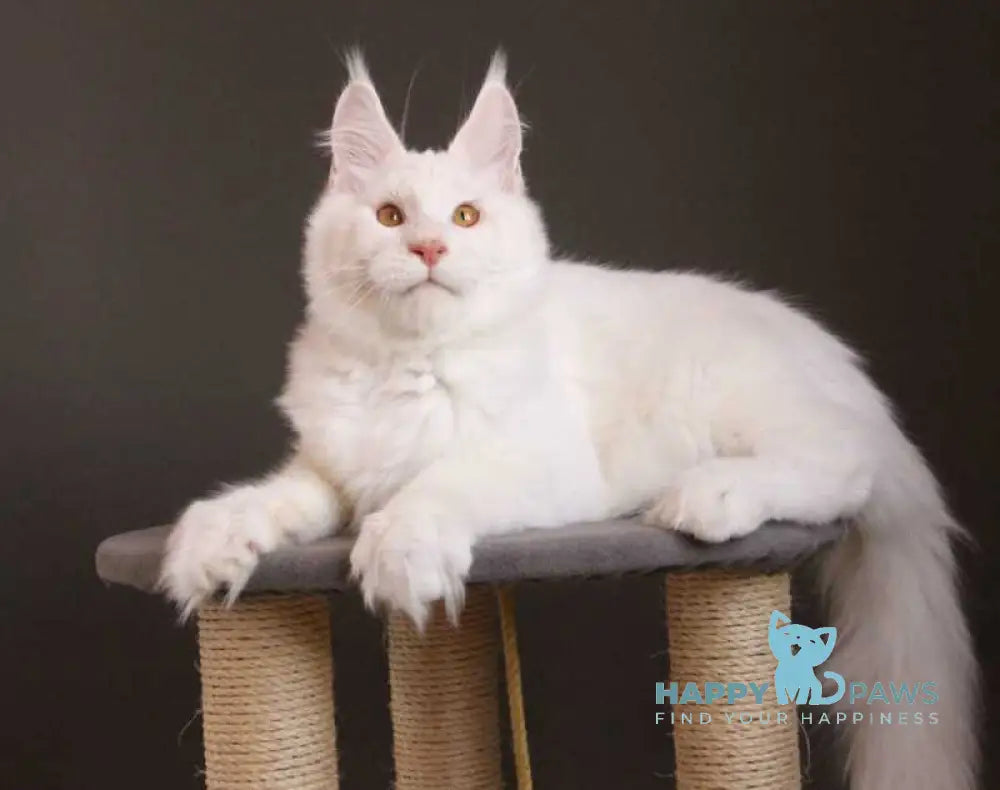 Baikal Maine Coon male red silver shaded - live animals