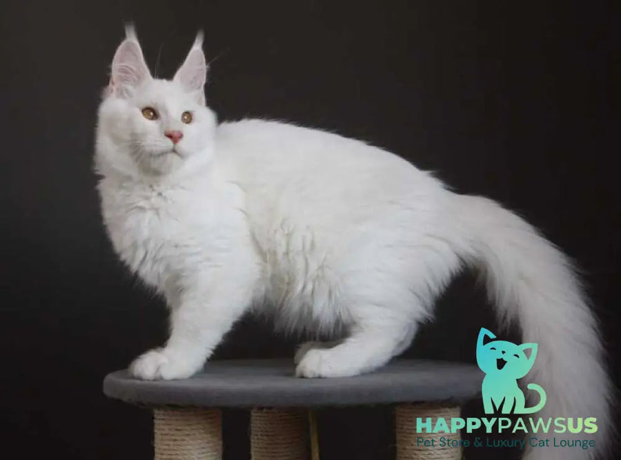 Baikal Maine Coon male red silver shaded - live animals